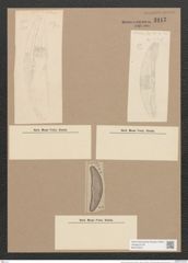 Amphora robusta Greg. (de-Toni-Nr.: Genus 36, Species 1634) Zeichnungen Sammlung Grunow Nr. 3117 (NHMW-BOT-W0370543)